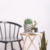 Cactus (Markdown)