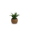 Agave in Paper Mache Pot