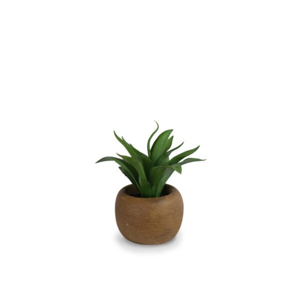 Agave in Paper Mache Pot