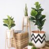 Fiddle Fig