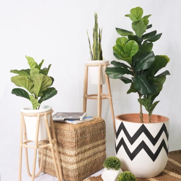 Fiddle Fig