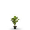 Fiddle Fig
