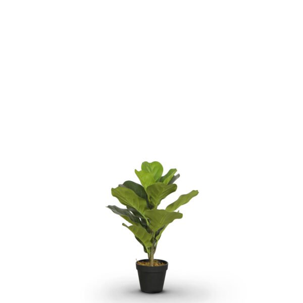 Fiddle Fig