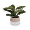 White-Edge Oak Leaves in Cement Pot