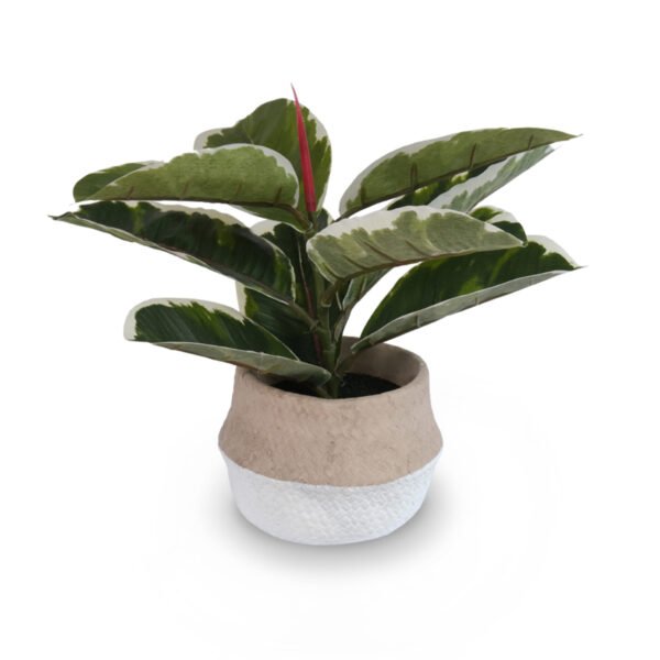 White-Edge Oak Leaves in Cement Pot