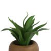 Agave in Paper Mache Pot