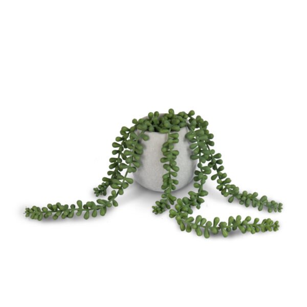 Bean Leaves in Cement Pot
