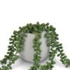 Bean Leaves in Cement Pot