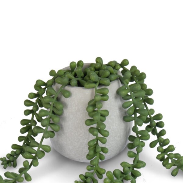 Bean Leaves in Cement Pot