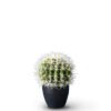 Cactus (Markdown)