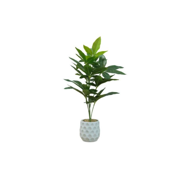 Money Tree 55cm