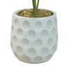 Money Tree 55cm