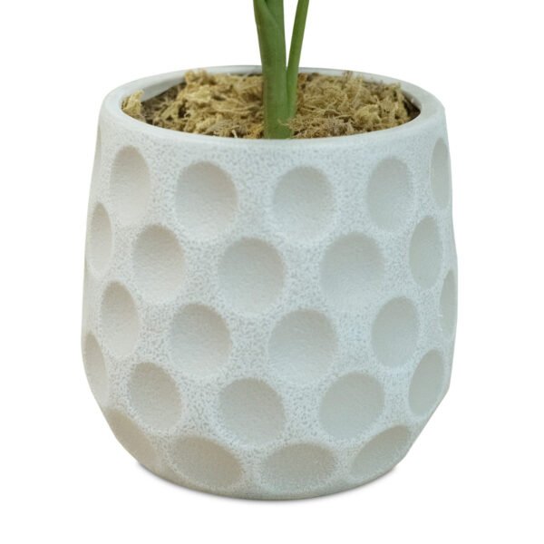 Money Tree 55cm