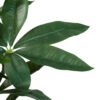Money Tree 55cm