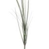 Onion Grass Stem