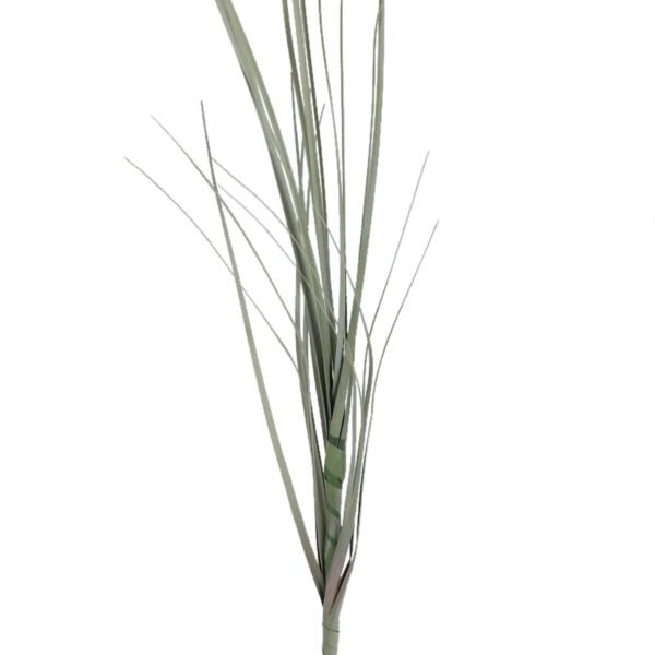 Onion Grass Stem