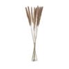 Preserved Gramineae Grass (Bunch)