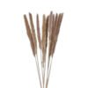Preserved Gramineae Grass (Bunch)