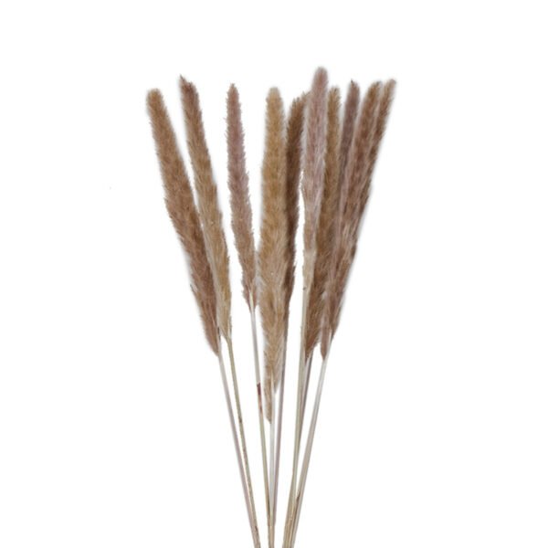 Preserved Gramineae Grass (Bunch)