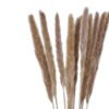 Preserved Gramineae Grass (Bunch)