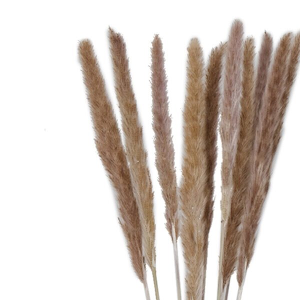 Preserved Gramineae Grass (Bunch)