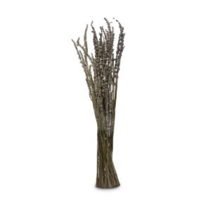 Preserved Lavender (Bunch)